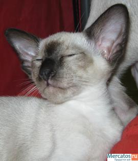 Продаю сиамских и ориентальных котят