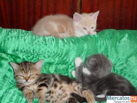 Шотландские вислоухие и прямоухие котята 4