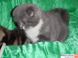 Вислоухие и прямоухие котята 2