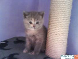 Продаются британские котята «медвежата»