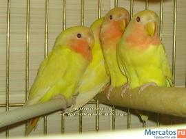 Неразлучники розовощекие