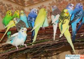 Попугаи оптом