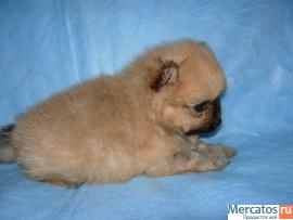 Щенки немецкого малого шпица 2