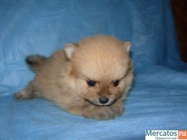 Щенки немецкого малого шпица 3