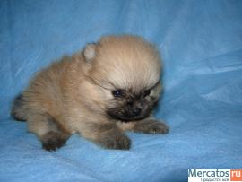 Щенки немецкого малого шпица 4