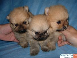 Щенки немецкого малого шпица