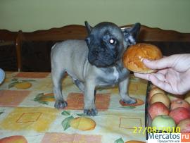 щенки французского бульдога