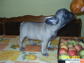 щенки французского бульдога 2