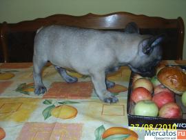 щенки французского бульдога 3