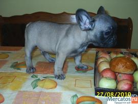 щенки французского бульдога 4