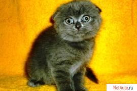 шотландские и британские малыши