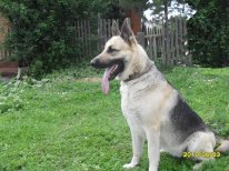 Восточно-европейской овчарки щенки 6