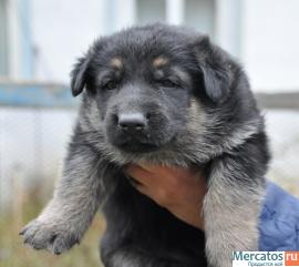 Восточно-европейской овчарки щенки 2