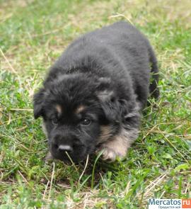 Восточно-европейской овчарки щенки 3
