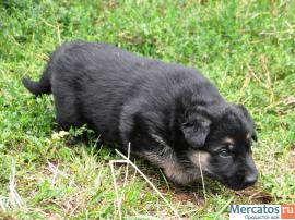 Восточно-европейской овчарки щенки 4