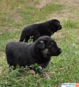 Восточно-европейской овчарки щенки 5