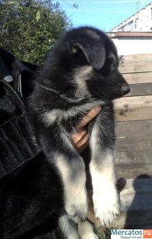 восточно-европейской овчарки щенки 5
