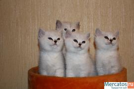 БРИТАНСКИЕ КОТЯТА СЕРЕБРИСТОЙ ШИНШИЛЛЫ