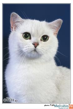 БРИТАНСКИЕ КОТЯТА СЕРЕБРИСТОЙ ШИНШИЛЛЫ 3