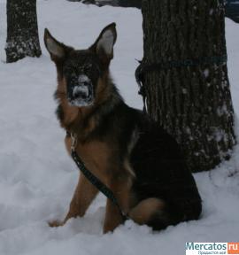 Замечательный щенок 3