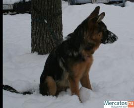 Замечательный щенок 5