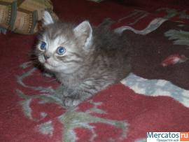Отдам срочно полуперсидских котят