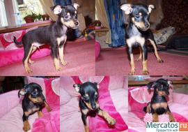 Продаются щенки той - терьера за 10 000 руб.