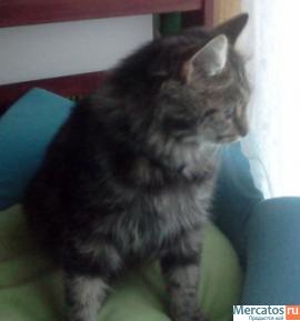 ОТдам роскошную Алису. 4