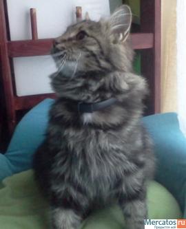 ОТдам роскошную Алису. 5