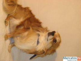 Мальчик чихуахуа приглашает девочек на вязку 2