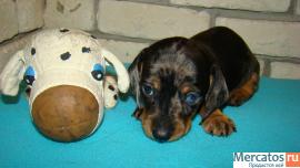 Продаются элитные щенки кроличьей г/ш таксы. 3