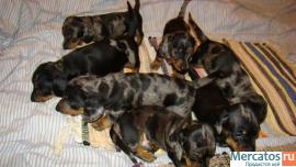 Продаются элитные щенки кроличьей г/ш таксы. 5