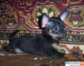 щенок той терьера (девочка)