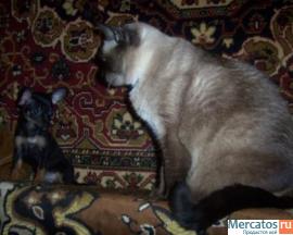 щенок той терьера (девочка) 2