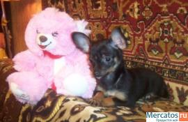 щенок той терьера (девочка) 4