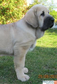 Продаются щенки Испанского мастифа