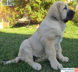 Продаются щенки Испанского мастифа 2