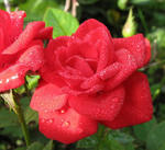 Продаю розы голландских сортов, недорого 2