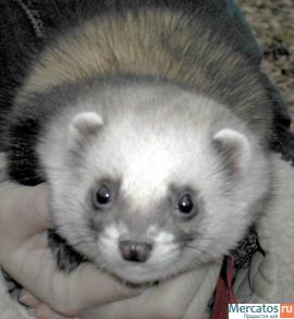 Продаются хорьки и хонорики разных окрасов и любого возраста. Пр