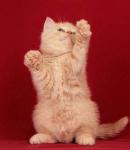 Очаровательная блондинка, британской национальности.