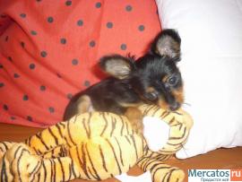 Продаю крошечную д-ш девочку русского то-терьера 2