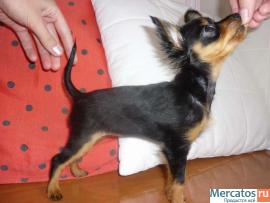 Продаю крошечную д-ш девочку русского то-терьера 3