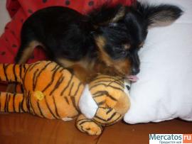 Продаю крошечную д-ш девочку русского то-терьера 4