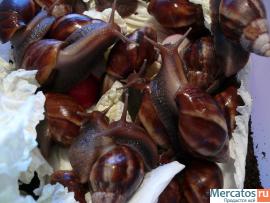 Улитки Ахатины