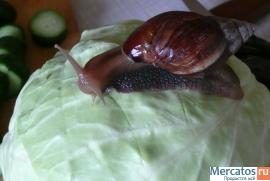 Улитки Ахатины 3