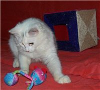 Котенок Яша.5 месяцев.В дар 4