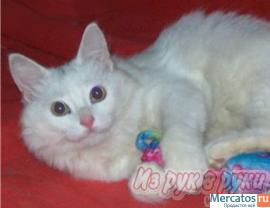 Котенок Яша.5 месяцев.В дар