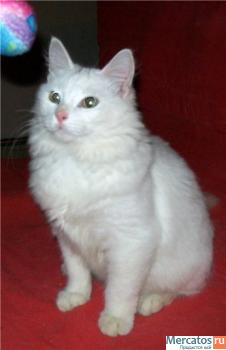 Котенок Яша.5 месяцев.В дар 2