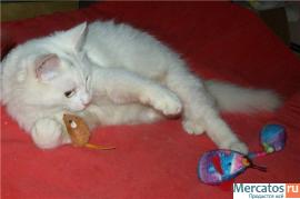 Котенок Яша.5 месяцев.В дар 5