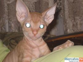Котята донского сфинкса